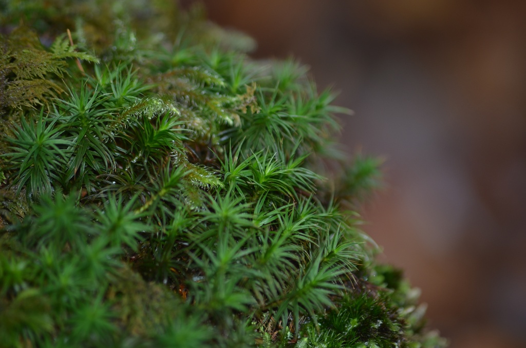 2013-12 Wales/Bryn Gwynant/DSC_0206.JPG